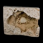 2 2  Potaman Sp Fossil Freshwater Crab In Travertine Denizli Basin Southwest