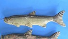 Lot Of 6 Vintage Carved Wooden Fish Decoys Rustic Folk Art Cabin Decor Trout 12 
