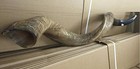 Kudu Yemenite Shofar Horn Judaica Kosher Full Natural From Israel Xxl 42 -44 