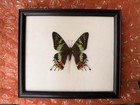 Lot Of 6 Framed Real Insect Specimens Display - Butterfly moth   Dragonfly
