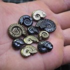 10 Pcs 14-25 Mm Goniatite  Ammonite Pyrite Hematite France Morocco Fossil 3040