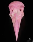 4 7  Pink Aragonite Hand Carved Raven Crystal Skull  Sculpture  Crystal Healing