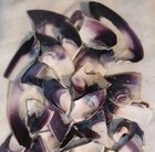 1 Pound Quahog wampum Shell Pieces   bottom Of The Bucket  All Pieces Have Color