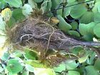 15   Water Lettuce  Live Floating Aquarium Plants 2 To 4 Inches