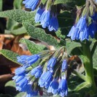 80 Symphytum Officinale Comfrey Seeds - Non-gmo Heirloom Fresh Garden Seeds
