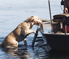Beavertail Dog Boat Ladder