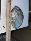 Fully Polished Abalone Shell