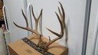 Nice 5x5 Colorado Mule Deer Rack Skin Antlers Bear Whitetail Sheds Rug Taxidermy