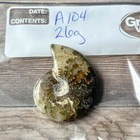Polished Sutured Ammonite Fossil Whole