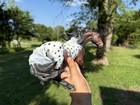 Deb Brown Custom Nokota Breyer