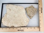 Heliaster Microbrachialis Real   Replica Fossil Sea Star - Charlotte Co  Florida