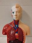 Human Anatomy Torso Model W  Removable Organs   Brain Parts Educational Read