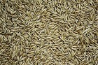 Oat Seeds For Planting Non-gmo Crops