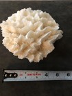 Natural Genuine Dead Lettuce Sea Coral For Decoration Only 5  X 5  X 3 