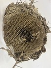 Real Wasp Nest Taxidermy Hornet Rustic Decor Large 12    X 10   