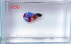 Betta Nemo Multi Male Live Fish High Quality 30
