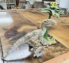 Papo Brown Version Velociraptor With Htf Papo Fern Tree