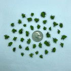40  Riccia Water Spangles   free Bonus Plant  Live Aquarium Floating Plant
