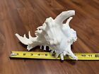Huge Large Murex Ramosus Conch Shell Horn