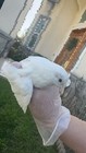 22 2 Button Quail Hatching Eggs Rare Exotic Colors  Chinese Painted