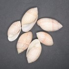 Pupa Solidula Seashells  Natural Beach Decor  Shell Crafts