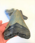 5 1 2 Inch Real Megalodon Shark Tooth Big Extinct Authentic Natural Teeth Meg