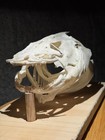 Real Extra Large 7  Taxidermy Channel Catfish Fish Animal Complete Skull Mount