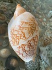 Seashell Voluta Huge 282mm 754gr    One Of The Largest Size That Can Be Found  
