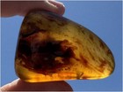 Natural Fluorescent Fossilized Indonesian Blue Amber Palm Stone