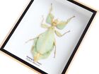 Real Walking Leaf Phyllium Insect Taxidermy Display 3d Wooden Box Wall Decor