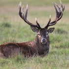 Manna Pro Top Score Apple Deer Corn 30lb