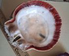 Spiny Oyster Two Half Shells 1 Beautiful Red And 1 Purple Approx 4 Inches