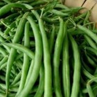 Burpee Stringless Green Pod Garden Bean  Fresh Seeds  Bush  Non-gmo  Usa Seller