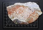 Multi Color Maravoto Orbicular Ocean Jasper Specimen Rare Size And Colors 