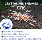Shrimplive 10  1  Crystal Red  Caridina Freshwater Shrimps  Live Guarantee 