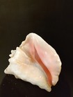 Beautiful Pink Conch Sea Snail Shell