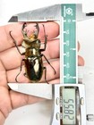Lucanidae Lucanus Wemckeni Lower Subansiri  India 55mm A1