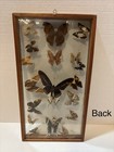 Vintage Buterfly Collection Display