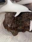 Vtg John Perry Sculpture 4 White Dolphin Pod Family 5  Tall Burl Wood Porpoise