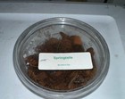 100  Mixed Isopods Combo     With Springtails 