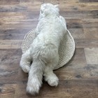 Vintage Applause Avanti Big White Fluffy Cat Plush 20  Realistic Stuffed Animal