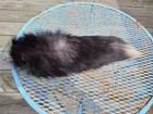 Taxidermy Black Grey White Fox Tail Smooth Nice Clean Small Animal Keychain Clip