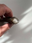 Sloth Ground Big Teeth Fossil