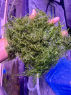 Java Moss 2oz  And Guppy Grass  8oz combo