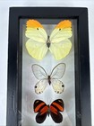 5 Real Butterfly Collection Mounted  Double Glass Black Frame Wall Decor 12 5   