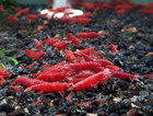 20 2  Fire Red Cherry - Freshwater Neocaridina Aquarium Shrimp  Live Guarantee