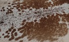 New Cowhide Rugs Area Cow Skin Leather 27 92 Sq feet  67 x60   Cow Hide U-1198