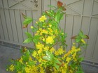 Plastic Artificial Yellow Apricot Flower Tree With Pot 57  Tall  hoa Mai 