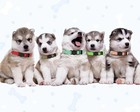 20 Pcs Puppy Collars puppy Collars For Litter puppy S  20 Colors 