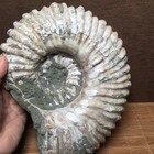 4 55kg Rare Natural  Ammonite  Specimen   Md3439